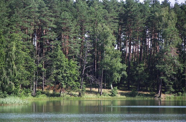 Un lac entouré de forêt