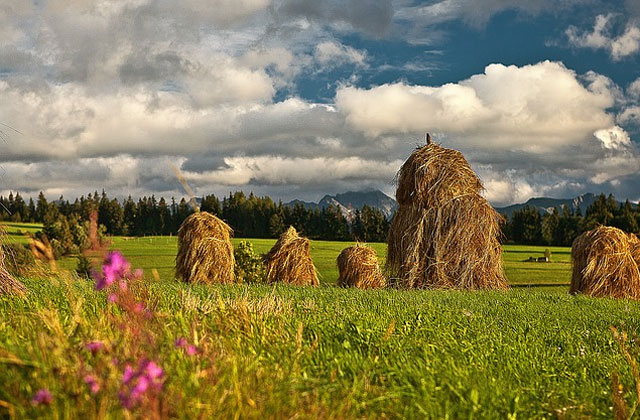 la campagne polonaise