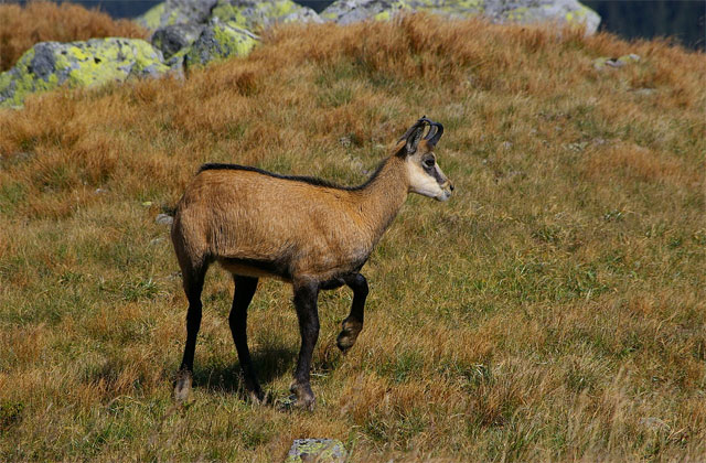 Le chamois des Tatras