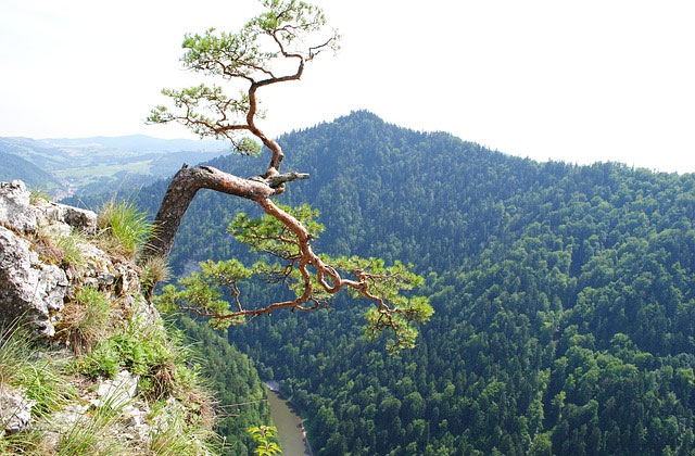 La flore des Hautes Tatras